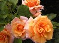 Photo Polyantha rose Garden Flowers growing and characteristics