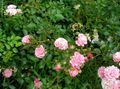Foto Polyantha Stieg Gartenblumen wächst und Merkmale
