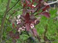 weiß Gartenblumen Prunus, Pflaumenbaum Merkmale, Foto