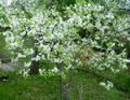 biały Ogrodowe Kwiaty Prunus, Śliwa charakterystyka, zdjęcie