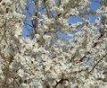 Foto Prunus, Pflaumenbaum Gartenblumen wächst und Merkmale