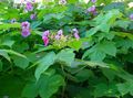 Foto Violett-Blühende Himbeere, Thimbleberry Gartenblumen wächst und Merkmale