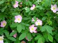 Foto Rosa Gartenblumen wächst und Merkmale