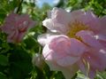 bándearg bláthanna gairdín Rosa saintréithe, Photo