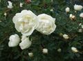 Foto Rose Gartenblumen wächst und Merkmale