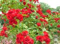 Foto Rose Bodendecker Gartenblumen wächst und Merkmale