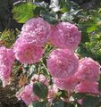 Foto Rambler Rose, Kletterrose Gartenblumen wächst und Merkmale