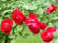 Foto Rambler Rose, Kletterrose Gartenblumen wächst und Merkmale
