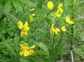 gelb Gartenblumen Scotch Besen, Broomtops, Gemeinsame Besen, Besen European, Irische Besen, Sarothamnus Merkmale, Foto
