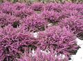 Foto Scotch Heath, Winterheide Gartenblumen wächst und Merkmale