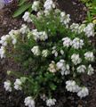 Foto Scotch Heath, Winterheide Gartenblumen wächst und Merkmale