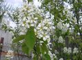 biely Záhradné kvety Muchovník, Zasnežený Mespilus, Amelanchier vlastnosti, fotografie