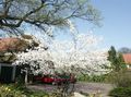 biely Záhradné kvety Muchovník, Zasnežený Mespilus, Amelanchier vlastnosti, fotografie