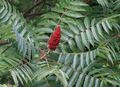 Photo Smooth Sumac Garden Flowers growing and characteristics