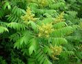 Photo Smooth Sumac Garden Flowers growing and characteristics