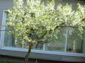 white Garden Flowers Sour Cherry, Pie Cherry, Cerasus vulgaris, Prunus cerasus characteristics, Photo