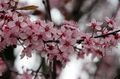 pink Garden Flowers Sour Cherry, Pie Cherry, Cerasus vulgaris, Prunus cerasus characteristics, Photo