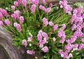 pink Garden Flowers Spike Heath, Bruckenthalia spiculifolia, Erica spiculifolia characteristics, Photo