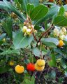 Photo Strawberry Tree Garden Flowers growing and characteristics