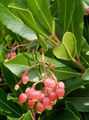 Photo Strawberry Tree Garden Flowers growing and characteristics