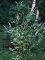Photo Sweet pepper bush, Summersweet Garden Flowers growing and characteristics