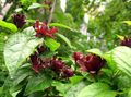 Foto Süß Strauch, Carolina Piment, Erdbeere Strauch, Bubby Busch, Süß Betsy Gartenblumen wächst und Merkmale