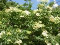 Foto Syringa Amurensis Gartenblumen wächst und Merkmale