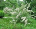 white Garden Flowers Tamarisk, Athel tree, Salt Cedar, Tamarix characteristics, Photo