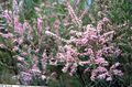 pink Garden Flowers Tamarisk, Athel tree, Salt Cedar, Tamarix characteristics, Photo