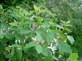 Foto Tatarian Geißblatt Gartenblumen wächst und Merkmale