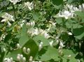 Photo Tatarian honeysuckle Garden Flowers growing and characteristics