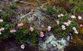 Foto Hinter Azalee, Alpine Azalea Gartenblumen wächst und Merkmale
