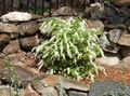 Foto Virginia Sweetspire, Stachelbeere, Itea Gartenblumen wächst und Merkmale