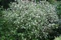white Waxflower, Jamesia americana characteristics, Photo