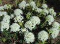 white Garden Flowers Wild rosemary, Labrador Tea, Marsh Tea, Swamp Tea, Ledum characteristics, Photo