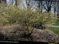 желтый Садовые Цветы Корилопсис, Corylopsis характеристика, Фото