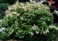 білий Садові Квіти Фотергілла, Fothergilla характеристика, Фото