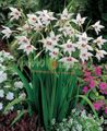 Foto Abessinier Gladiolen, Pfau Orchideen, Duftenden Gladiolen, Schwertlilie Gartenblumen wächst und Merkmale