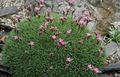 Foto Acantholimon, Kaktus Sparsamkeit Gartenblumen wächst und Merkmale