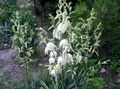 Photo Adam's needle, Spoonleaf Yucca, Needle-Palm Garden Flowers growing and characteristics