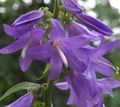 lilac Garden Flowers Adenophora, Lady Bells characteristics, Photo