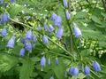 light blue Garden Flowers Adenophora, Lady Bells characteristics, Photo