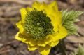 Photo Adonis Garden Flowers growing and characteristics