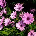 pink Garden Flowers African Daisy, Cape Daisy, Osteospermum characteristics, Photo