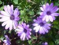 lilac Garden Flowers African Daisy, Cape Daisy, Osteospermum characteristics, Photo