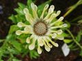 Foto African Daisy, Kapgänseblümchen Gartenblumen wächst und Merkmale