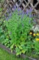 Photo Agastache, Hybrid Anise Hyssop, Mexican Mint Garden Flowers growing and characteristics