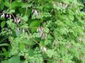 Photo Allegheny Vine, Climbing Fumitory, Mountain Fringe Garden Flowers growing and characteristics