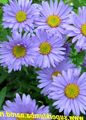Photo Alpine Aster Garden Flowers growing and characteristics
