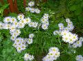 Photo Alpine Aster Garden Flowers growing and characteristics